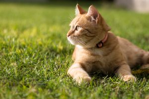 Ginger Cat Lying On Green Grass | Gardenshop