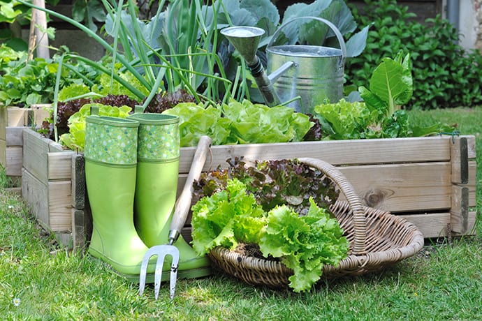 Read more about the article GARDEN GURU TIPS FOR A THRIVING KITCHEN GARDEN!