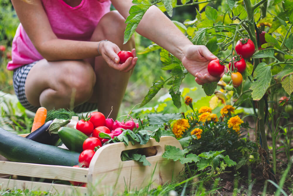 Tips For A Thriving Kitchen Garden | Gardenshop