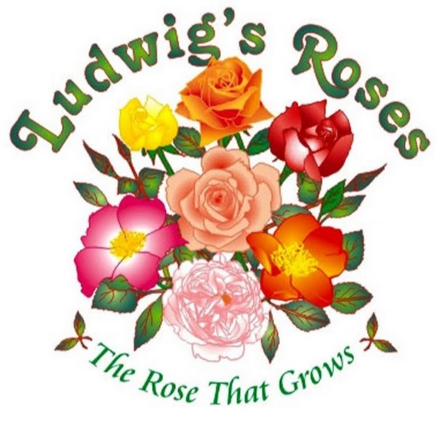 Tips For Roses | Gardenshop
