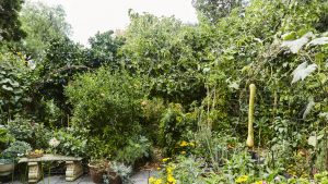 Food Forest & Potagers | Gardenshop