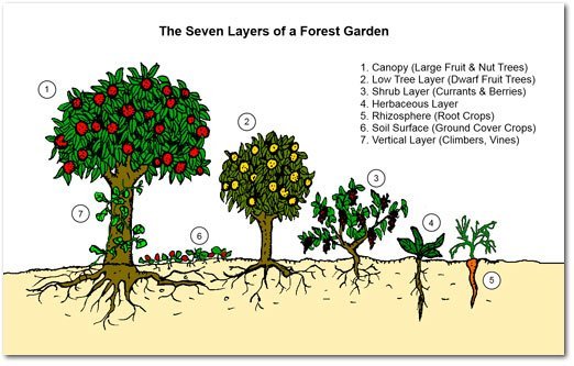 Garden Guru On Food Forests & Potagers | Gardenshop