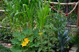 The Power Of The Three Sister Companion Planting | Gardenshop