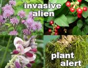 Read more about the article GARDEN GURU ON THE ALIEN INVASION – INVASIVE PLANTS AND THEIR ALTERNATIVES!