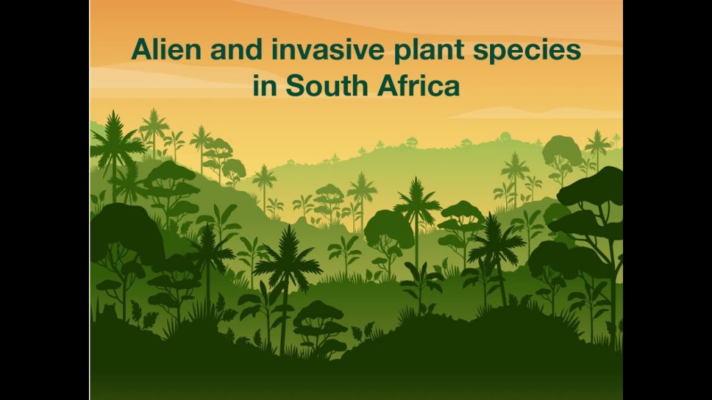 Invasive Plants & Their Alternative | Gardenshop