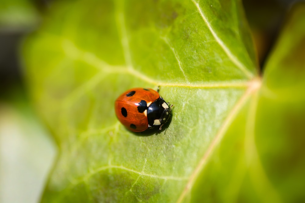 Read more about the article GARDEN GURU ON INTEGRATED PEST MANAGEMENT!
