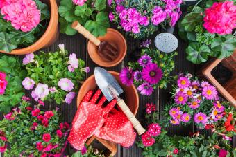 Read more about the article GARDEN GURU – CREATIVE CONTAINERS!