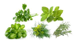 Five Must Have Herbs For Your Garden | Gardenshop