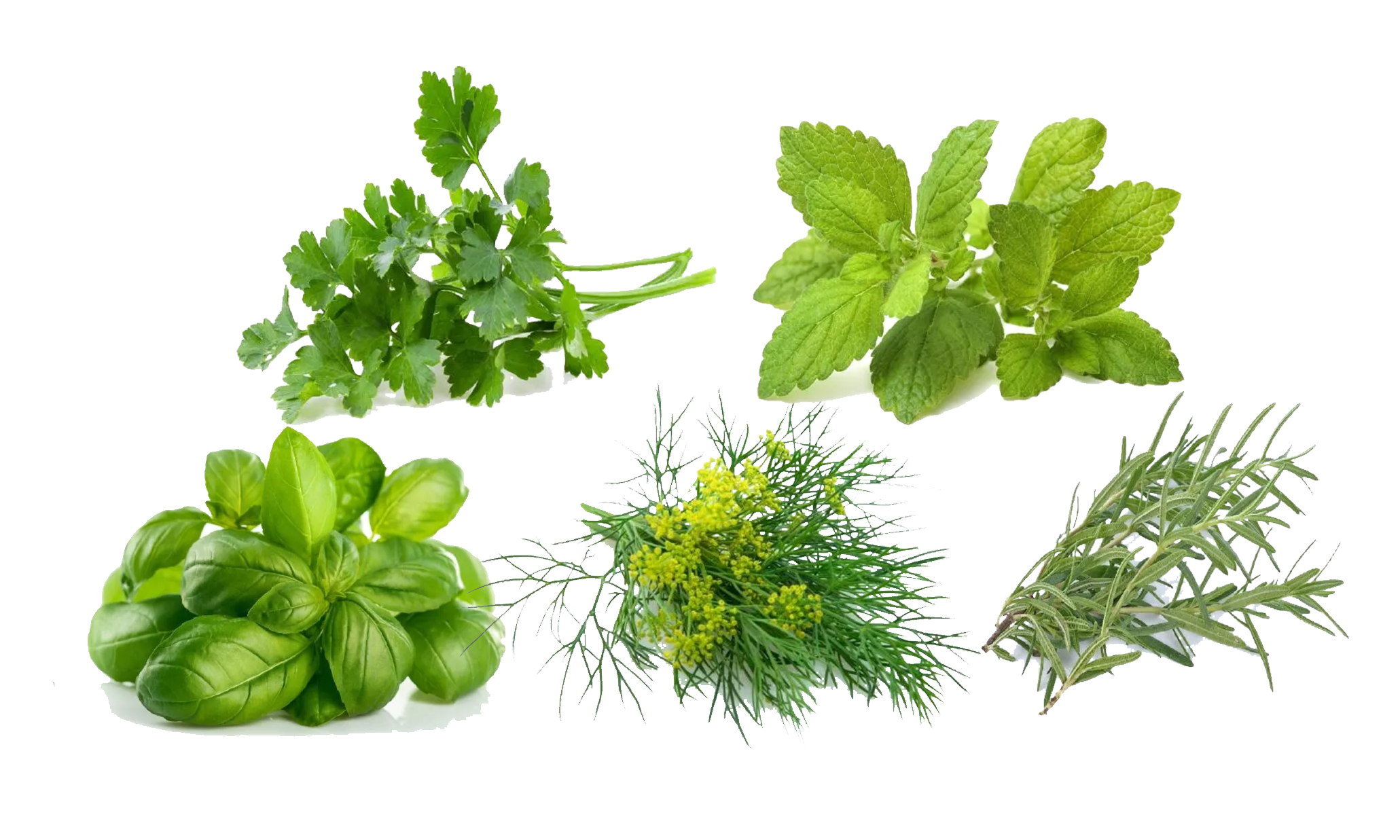 Read more about the article GARDEN GURU – FIVE MUST HAVE HERBS FOR YOUR GARDEN!